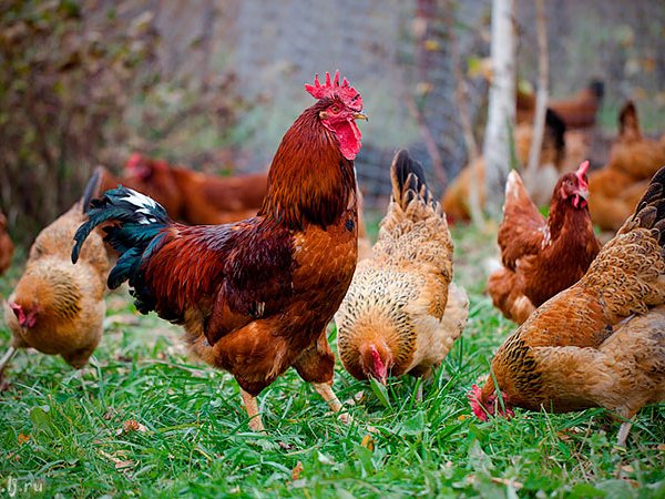 Породы куриц | ЗооТом - продажа, вязка и услуги для животных в Излучинске