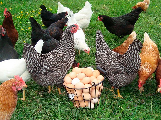 Содержание кур и уход за ними | ЗооТом - продажа, вязка и услуги для животных в Излучинске