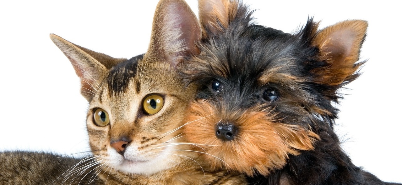 Доска объявлений о животных | ЗооТом - продажа, вязка и услуги для животных в Излучинске