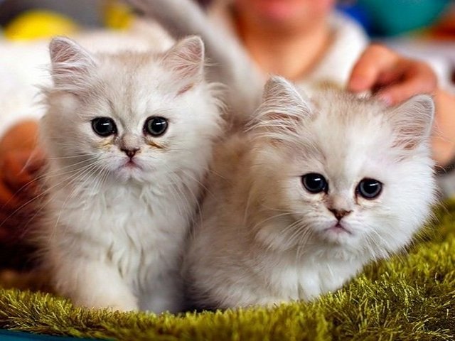 Породы кошек в Излучинске | ЗооТом портал о животных