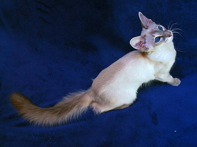 Выведенные породы кошек в Излучинске | ЗооТом портал о животных