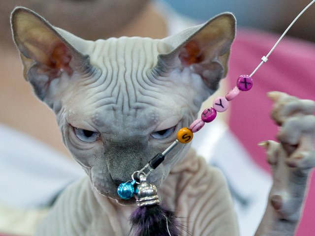 Выставки кошек в Излучинске | ЗооТом портал о животных