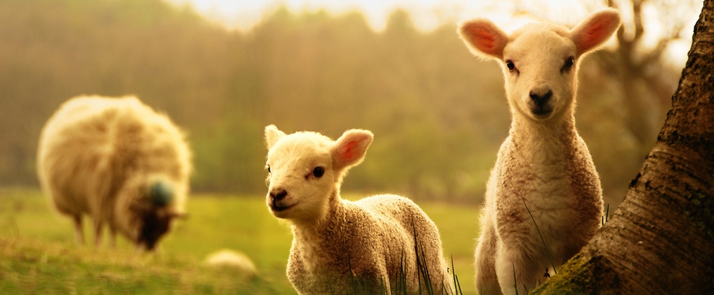 Объявления о сельскохозяйственных животных | ЗооТом - продажа, вязка и услуги для животных в Излучинске