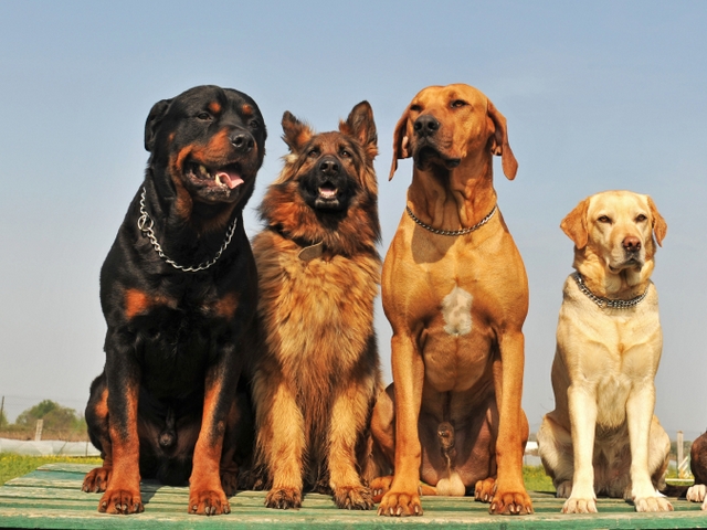 Крупные породы собак в Излучинске | ЗооТом портал о животных